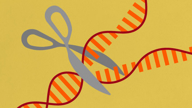 Un tesoro de enzimas cortadoras de genes similares a CRISPR encontradas en microbios