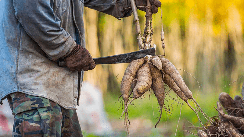 Yuca y ñame para fabricar biopolímeros y bioplásticos