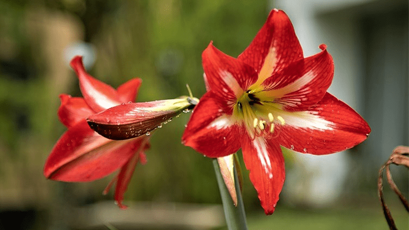 Una flor endémica para alimentos y cosméticos