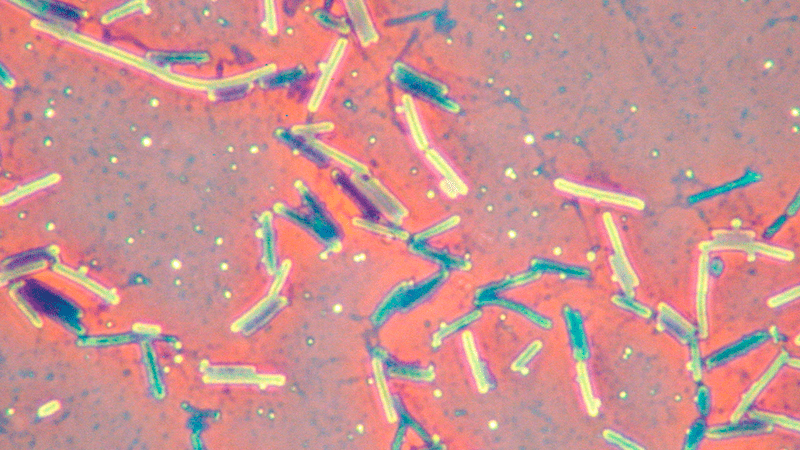 Bacterias nativas ayudarían a producir hidrógeno