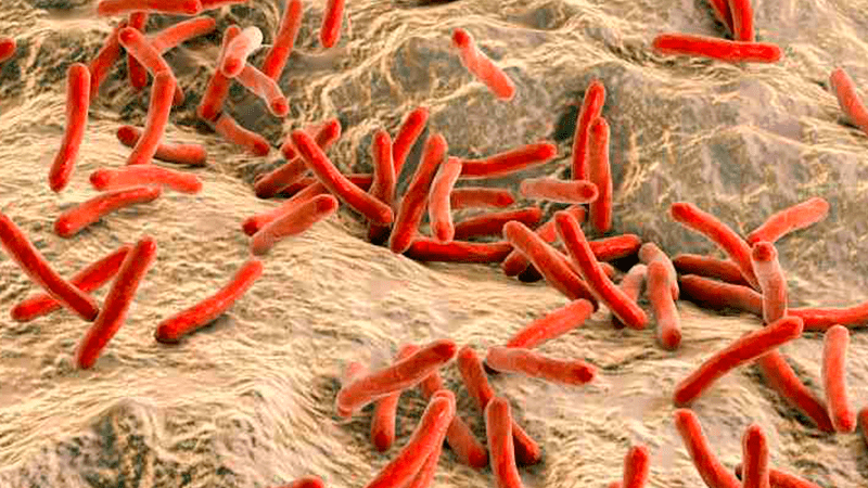 Investigadores descubren presencia de bacteria causante de la lepra en Colombia