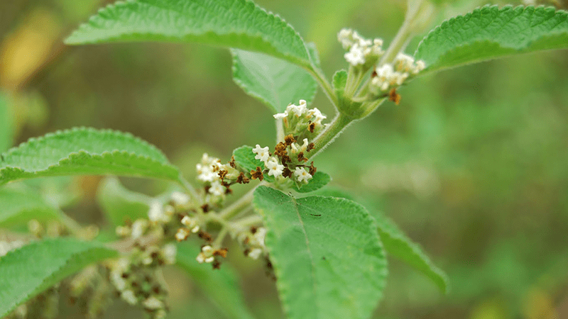 Hallan en la planta prontoalivio sustancias con potencial antiinflamatorio y anticancerígeno