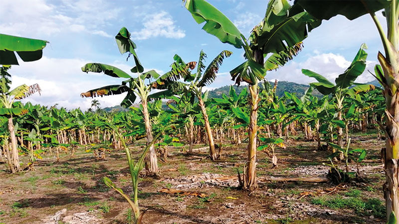 Nuevas especies de parásito letal que ataca el plátano y el banano