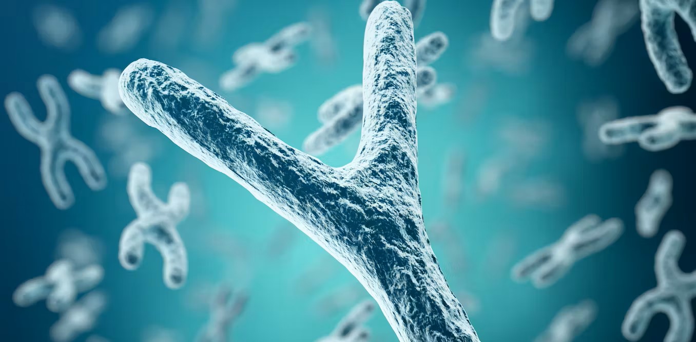 Descifrado el cromosoma Y, la última pieza del ADN humano