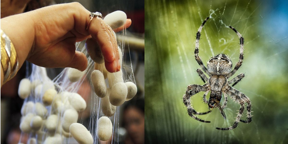 Gusanos de seda hilan por primera vez tela de araña seis veces más resistente que la fibra para fabricar chalecos antibalas