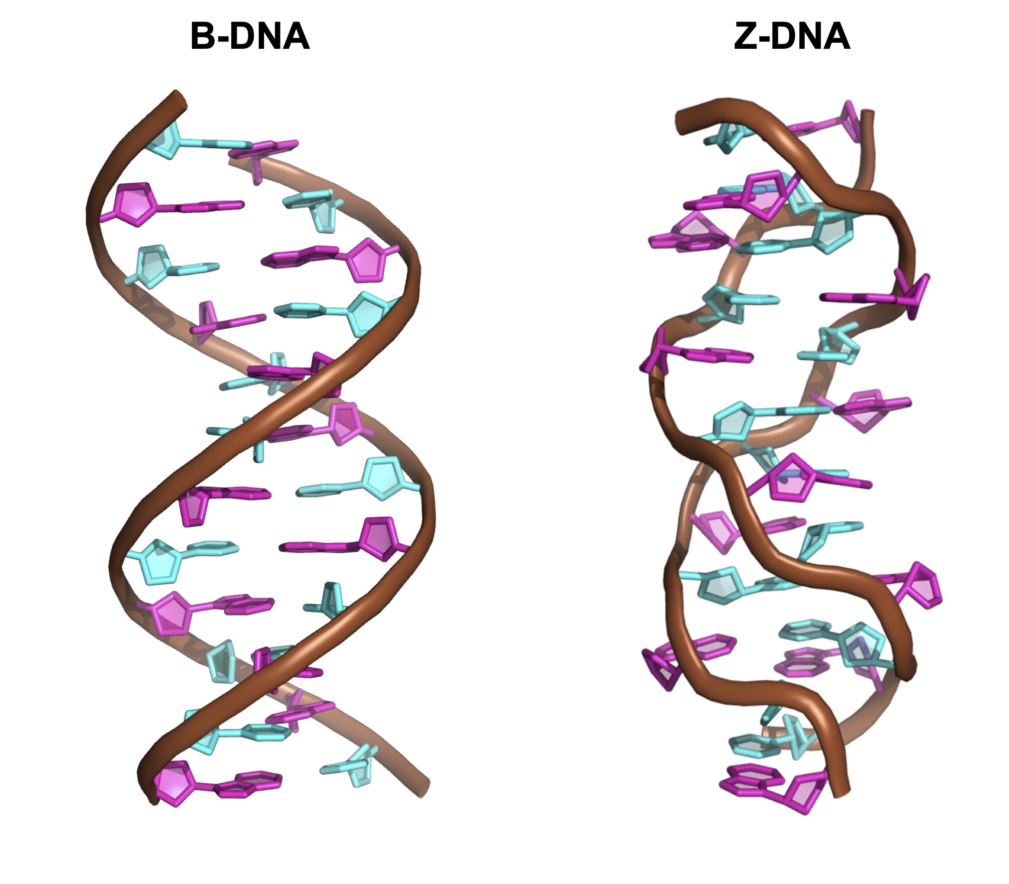 Nueva técnica para invertir el sentido de giro de la hélice del ADN