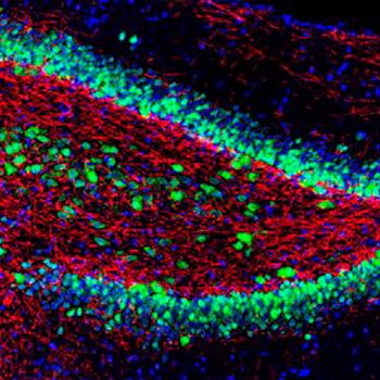 UN ÚNICO GEN PODRÍA REVERTIR LA PÉRDIDA DE MEMORIA