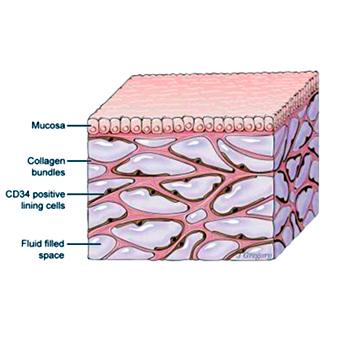 DESCUBREN UN NUEVO ÓRGANO EN EL CUERPO HUMANO