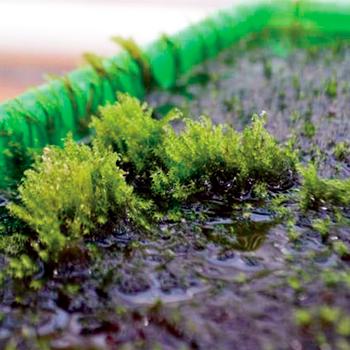 MUSGO CAPAZ DE RETIRAR ARSÉNICO DEL AGUA PARA HACERLA POTABLE