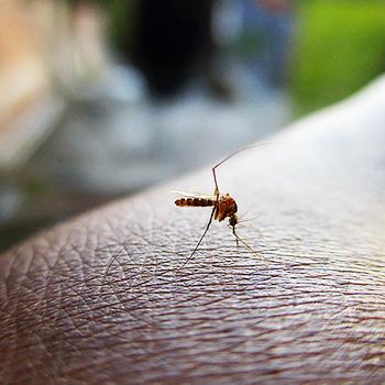 Primeros reportes en Colombia de virus específicos de mosquitos