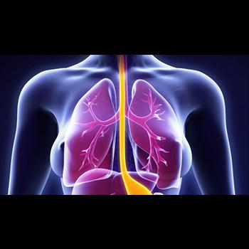 Hacen crecer tejido de esófago a partir de células madre en un laboratorio