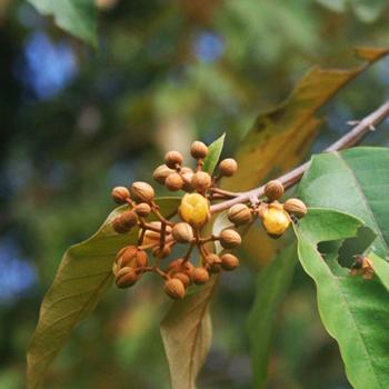 Científicos descubren la capacidad antitumoral de planta colombiana