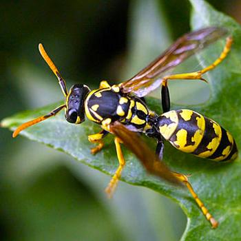 Avispas podrían aportar al desarrollo de nuevos materiales