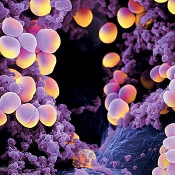 Dos nuevos antibióticos muy prometedores para hacer frente a bacterias multirresistentes