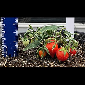 Investigadora colombiana desarrolla la planta de tomate más pequeña del mundo