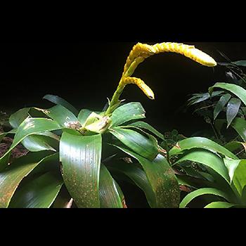 En el Vaupés fueron identificadas 18 nuevas especies de flora y fauna para la ciencia mundial