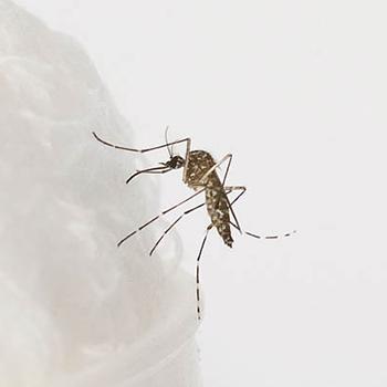 El único insectario que produce mosquitos contra el dengue en Colombia