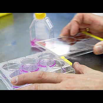 Un método para seleccionar células de mamífero con la mitad de cromosomas