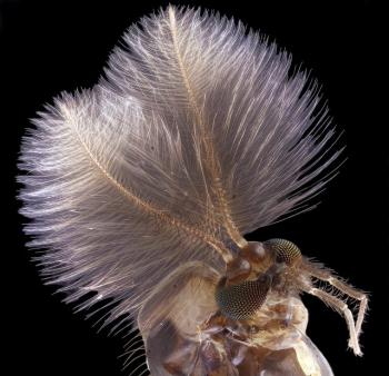 Conoce algunas de las mejores Imágenes del mundo microscópico 2019