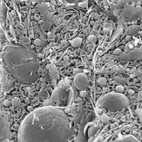 ACERCA DE LA EMULSION