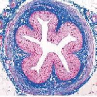 QUE ES LA HISTOLOGIA?