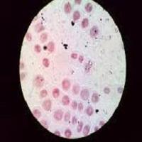 HABLEMOS DE LA MITOSIS