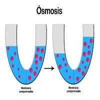 QUE ES LA OSMOSIS