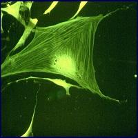 MICROSCOPIO DE CONTRASTE DE FASES