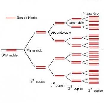 ETAPAS DE UN PROCESO PCR