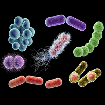 Descubren nuevos antibióticos con enfoque único para atacar y matar Superbacterias.