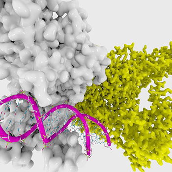 Estudio revela que puede haber décadas de diferencia entre la edad biológica y la real.