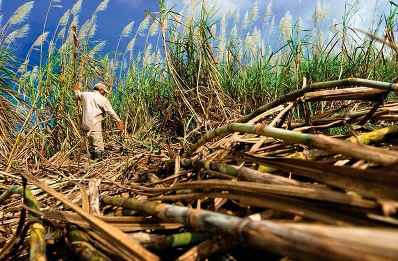 Colombia reconstruye el genoma de su principal variedad de caña de azúcar