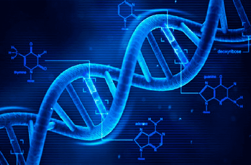 Se detecta por primera vez en células humanas, la formación de hélice cuádruple de ADN