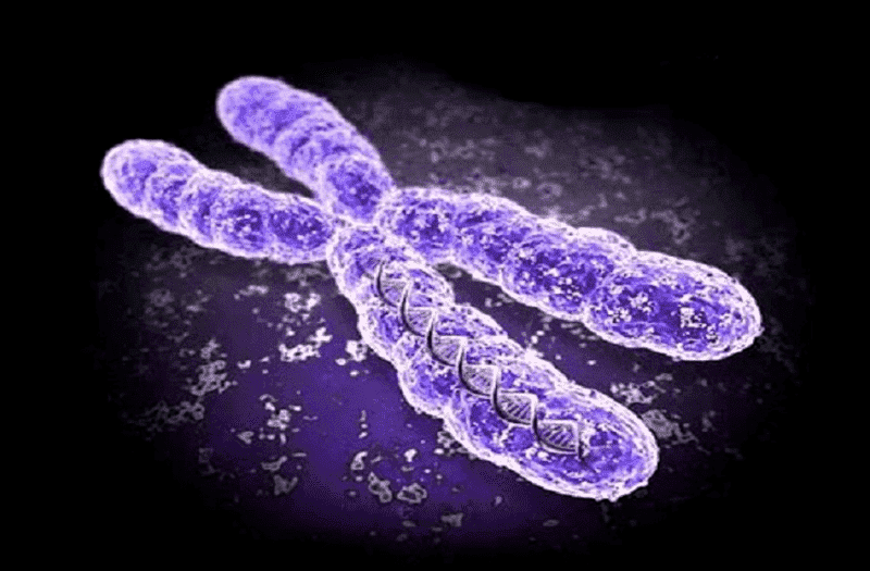 Por Primera Vez, Los Científicos Han Secuenciado Por Completo Un Cromosoma  Humano