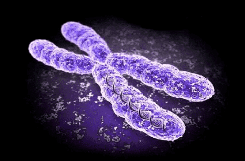 Por Primera Vez, Los Científicos Han Secuenciado Por Completo Un Cromosoma Humano