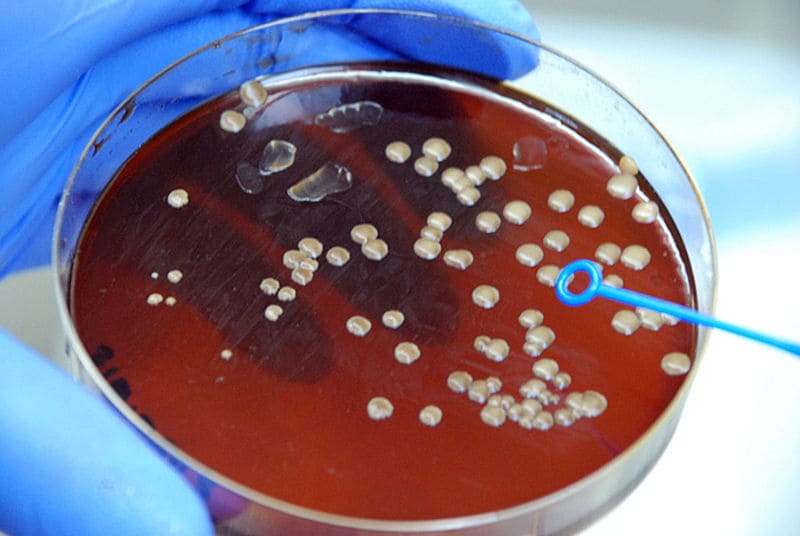 Protocolo contribuiría a optimizar producción de biocombustibles