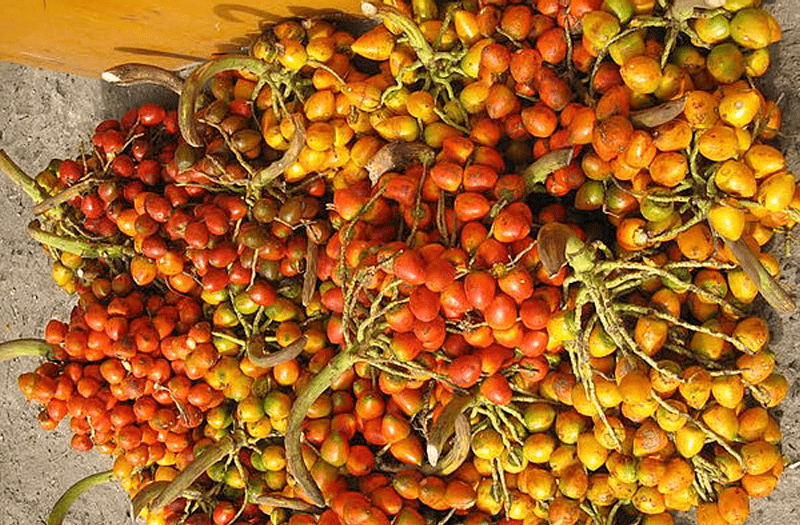 Cáscaras de frutas servirían para producir biocarbón