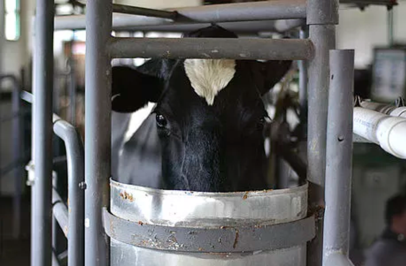 Biomarcadores ayudarían a detectar grado de fertilidad bovina