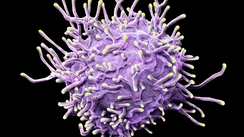 Las células T podrían proporcionar un rescate de las variantes de COVID desenfrenadas
