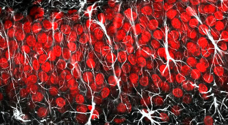 Transforman por primera vez astrocitos en neuronas específicas para reparar circuitos visuales