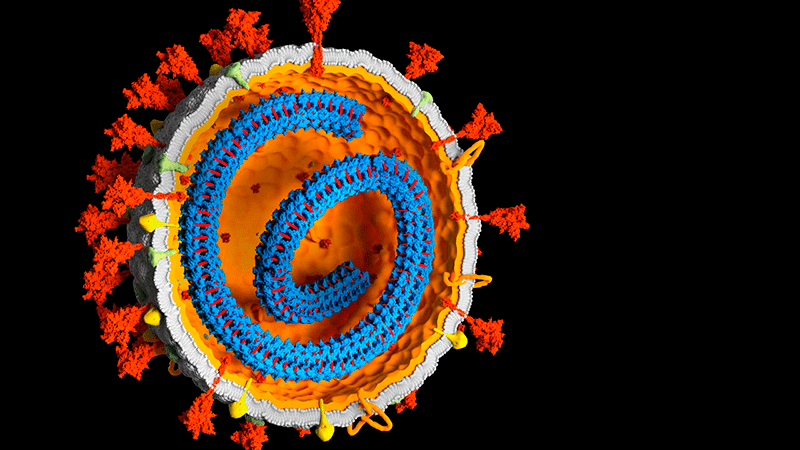 Más evidencia respalda la controvertida afirmación de que los genes del SARS-CoV-2 pueden integrarse con el ADN humano