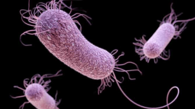 Vía para que las bacterias farmacorresistentes vuelvan a ser vulnerables a los antibióticos