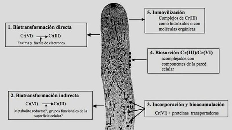 Bacterias eliminan cromo en aguas residuales