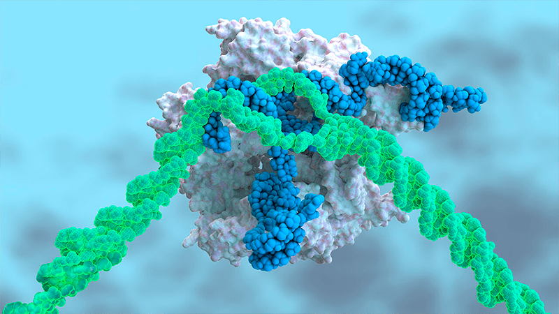 CRISPR inyectado en la sangre trata una enfermedad genética por primera vez