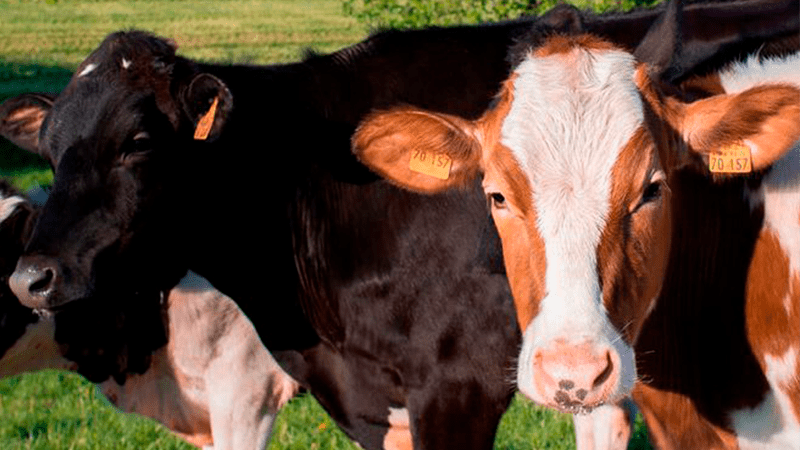 Bacterias en el estómago de las vacas podrían descomponer plástico