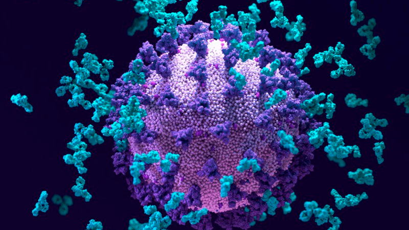 Este 'superanticuerpo' para COVID combate múltiples coronavirus