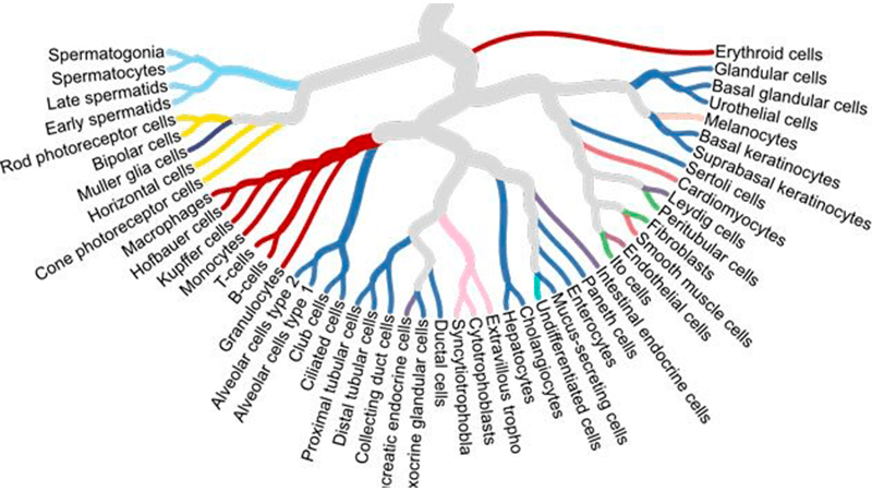 Un mapa de tipos de células individuales de tejidos humanos